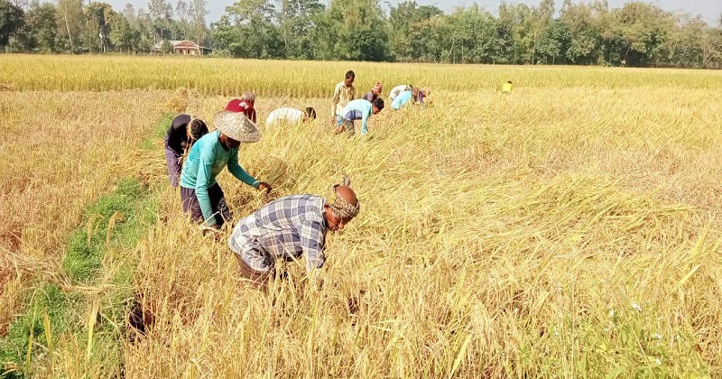 নেত্রকোণায় রোপা আমন কাটায় ব্যস্ত কৃষকেরা, ভালো ফলনে মুখে হাসি